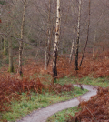 Mountain-trail